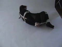 KiloLesbians presents: Hogtied in catsuit